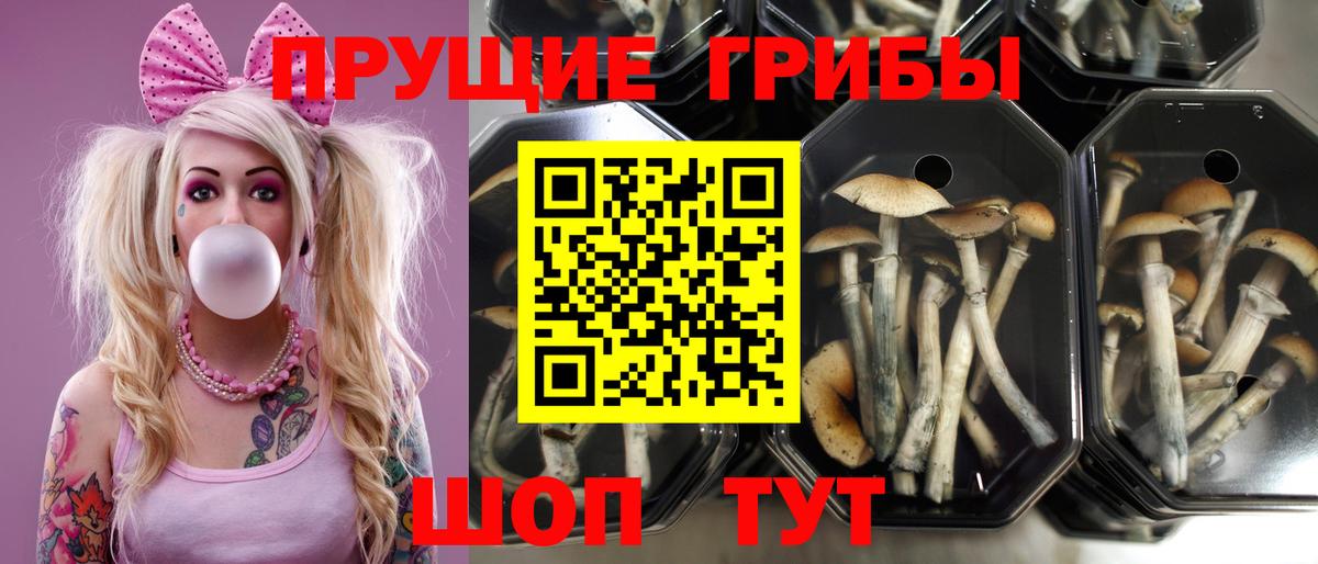 Псилоцибиновые грибы Psilocybine cubensis Красноуфимск